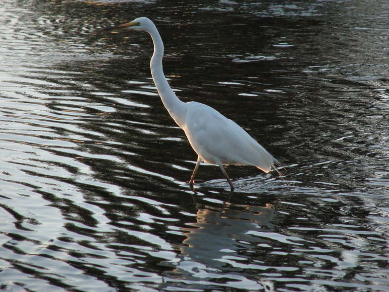 White Egret